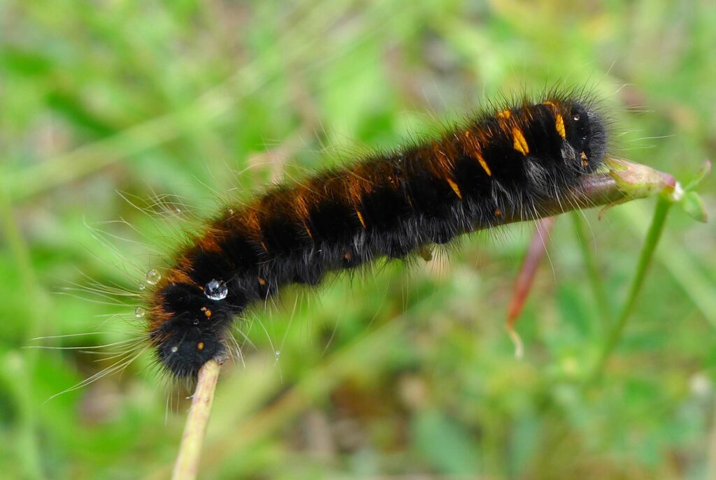 A fluffy black caterpillar with orange stripes