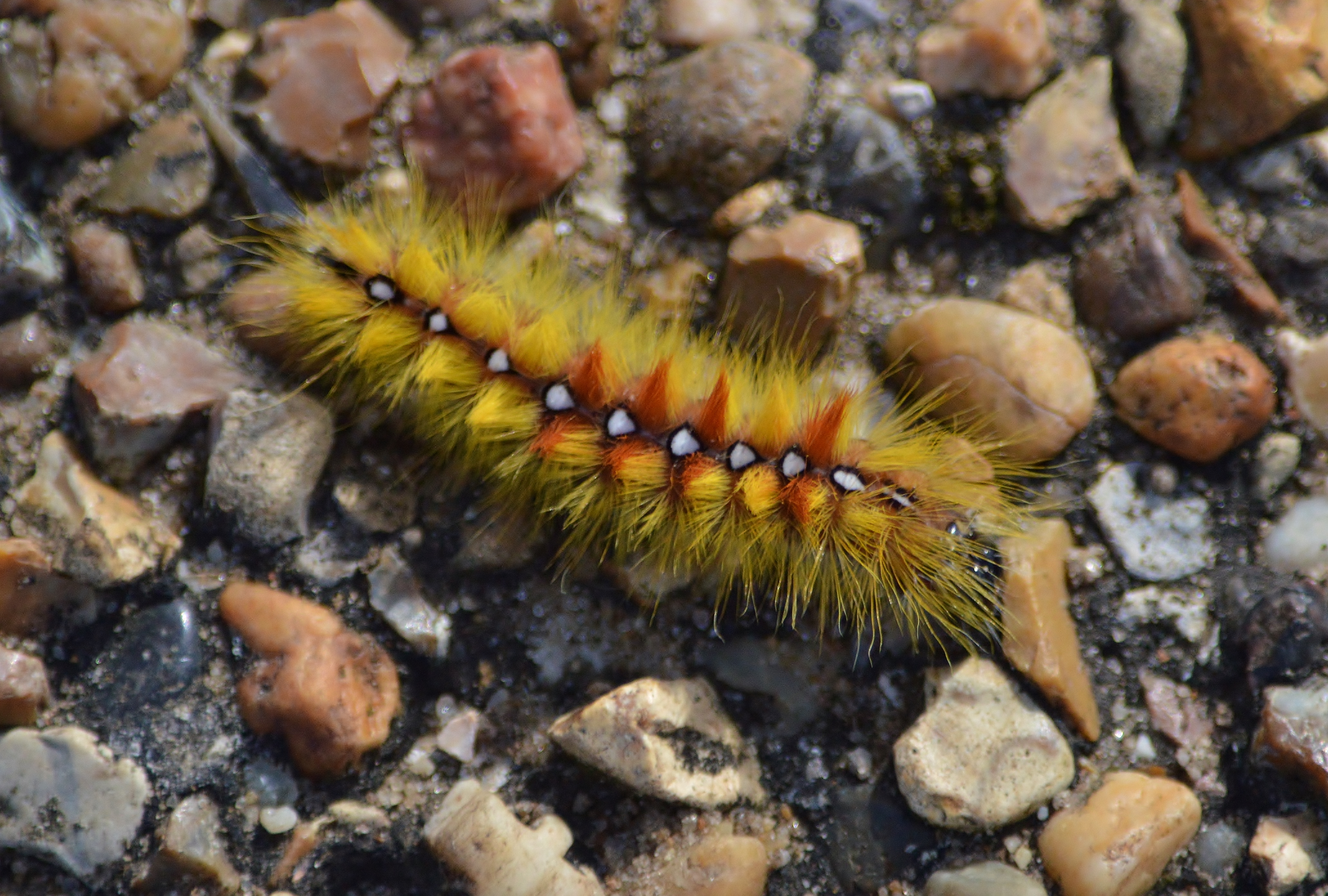 A yellow fluffy moth with white spots down the back and orange tufts