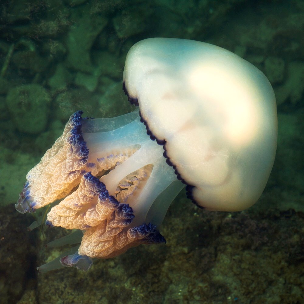 A large white Barrel jellyfish with a blue fringe in the sea