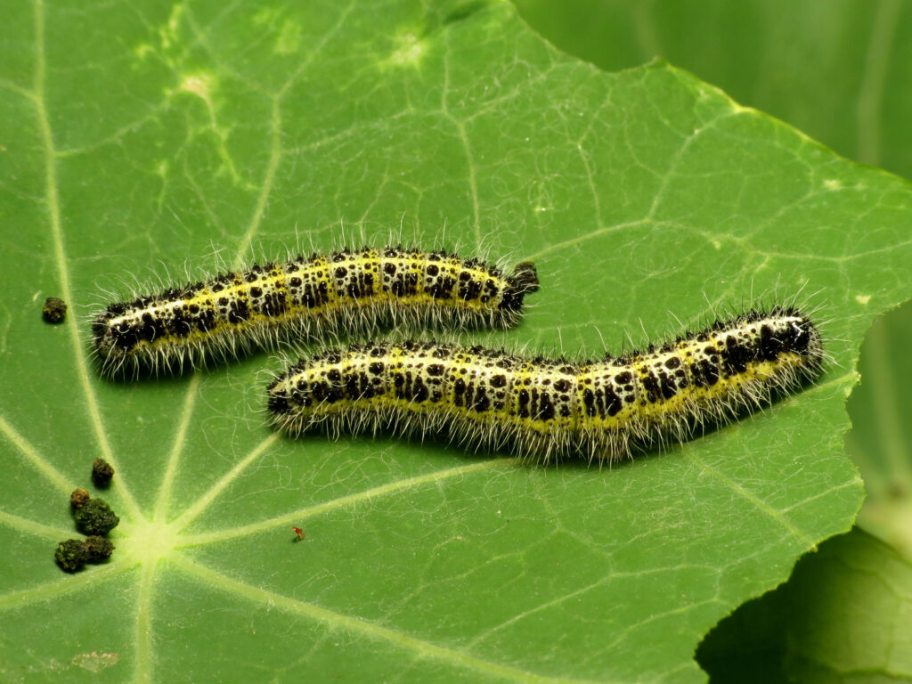 Two black and lime green spotted caterpillars, with light coloured sparse hairs over the body