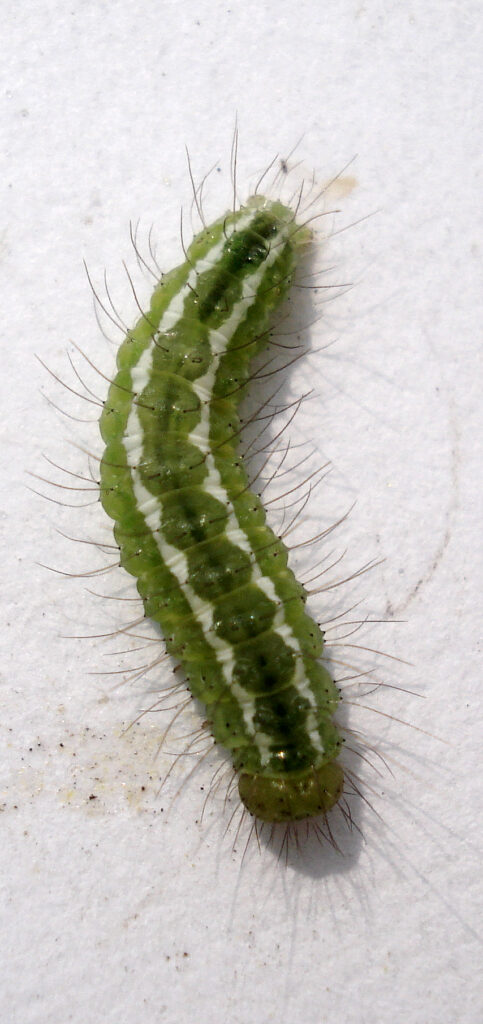 A green caterpillar with sparse dark hairs and two white stripes running the length of the back