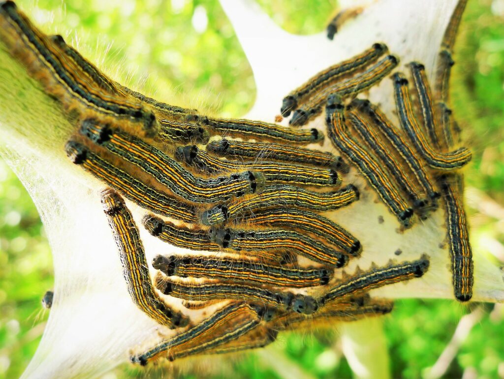 A group of caterpillars. They are orange and blue striped with orange hairs protruding from the sides of its body