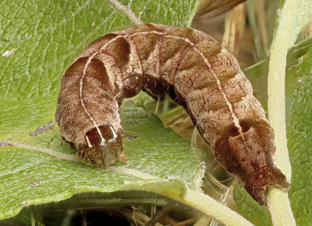 A hairless brown moth with speckles of cream and pink, and a cream stripe down its back