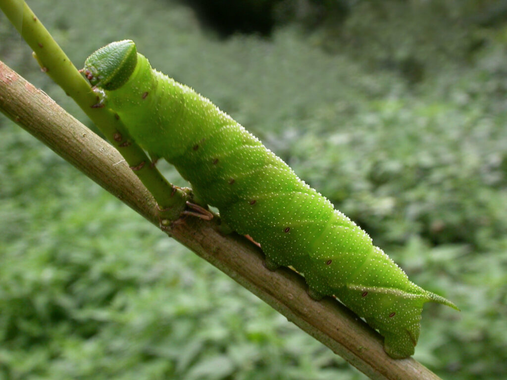 A chunky green caterpillar. it has pink stripes on its legs and small green spikes on its body