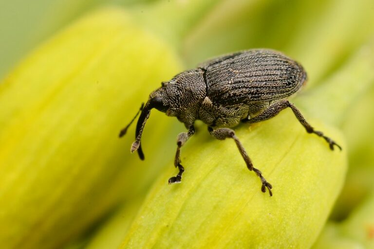 The NHBS Guide to UK Weevil Identification