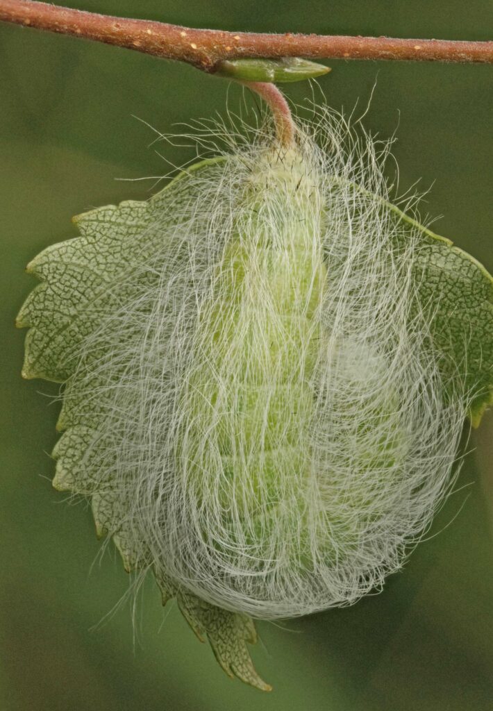 A large grey caterpillar covered in long white wispy hairs