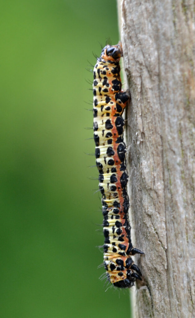 A yellow caterpillar covered with black spots and patches. it has orange stripes running down the side of its body