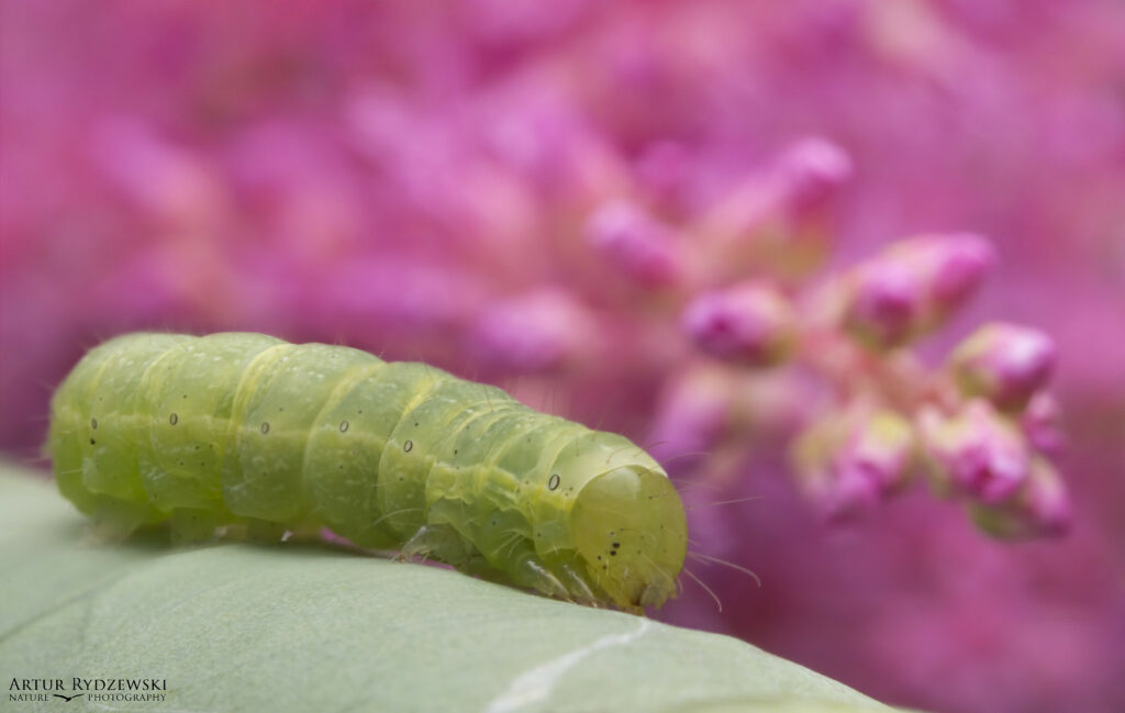 A plump green caterpillar with sparse hairs