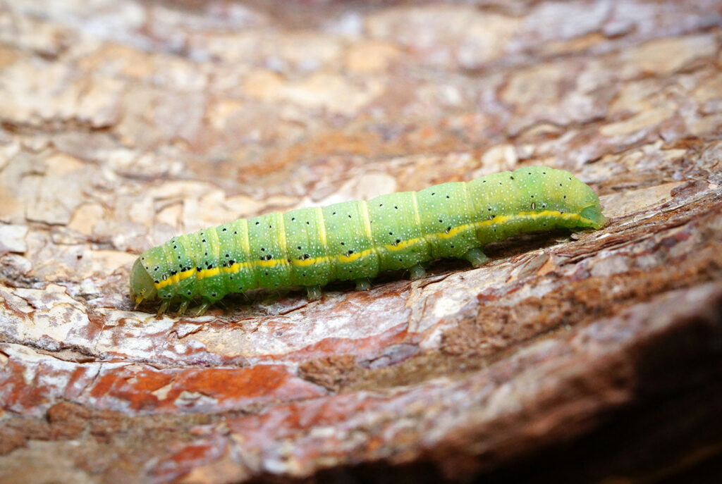 A lime green caterpillar with light black speckling and a yellow line running the length of the flank