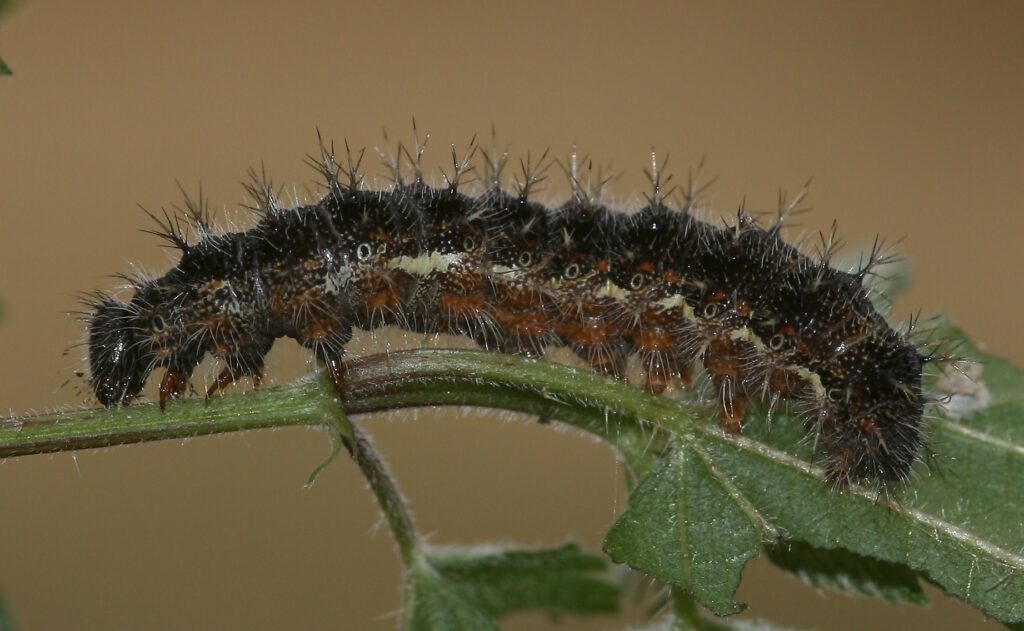 A caterpillar with spikes and small white hairs. It has a black upper and orange lower with cream stripes