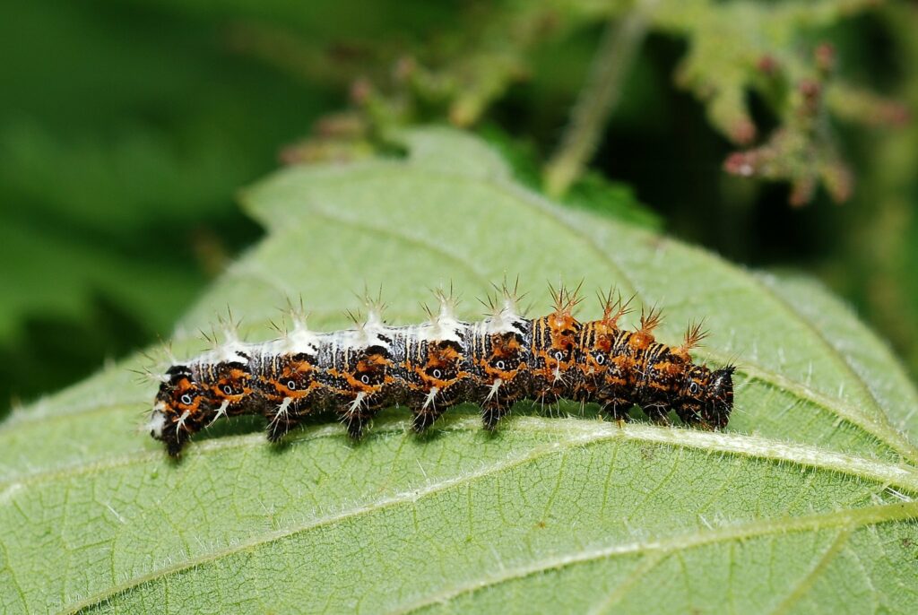 A black caterpillar with orange spots and stripes. the spots have spikes growing out of them that are also orange in colour