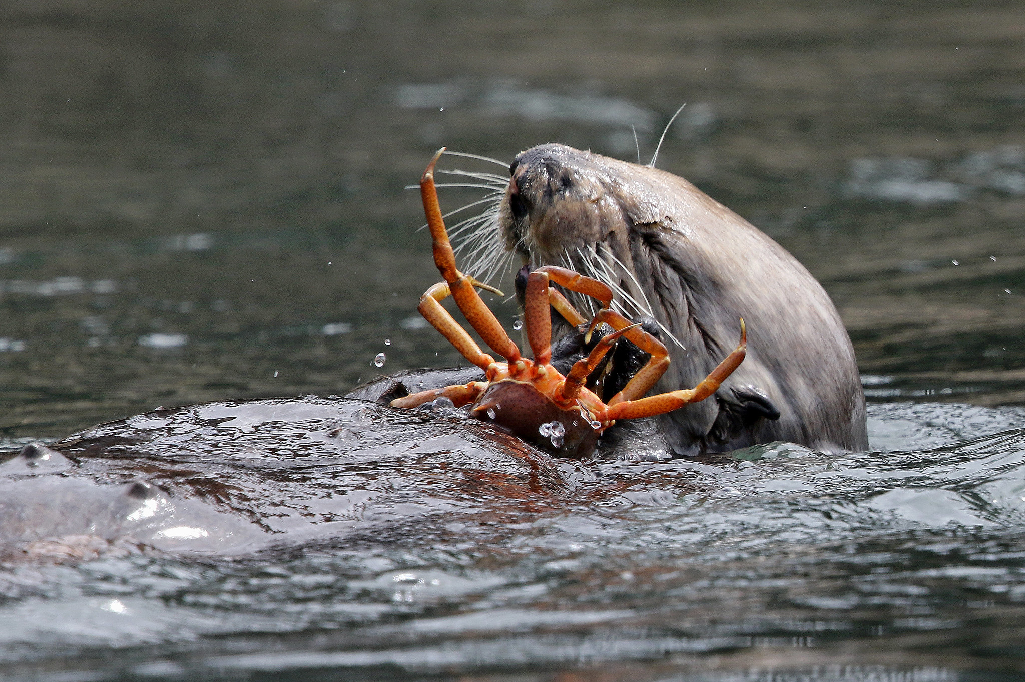 Sea Otter coming up from under the water holding a crab.