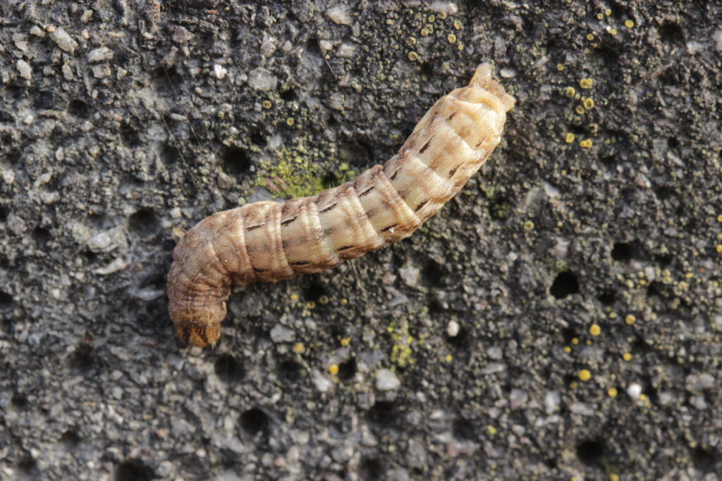 A pale brown caterpillar with darker brown stripes and dark brown spots