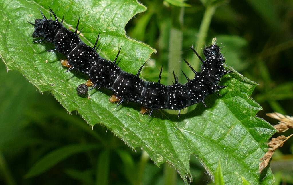 A black, spiked caterpillar with small white spots