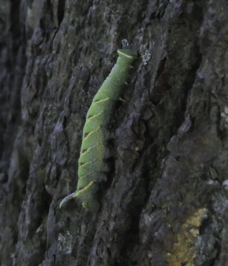 A large green caterpillar on a tree trunk. it has small yellow spots and stripes on its back and two horns at one end 