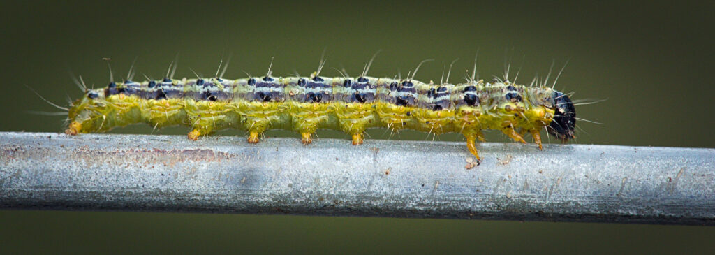 A green caterpillar with a black head. it has brown and green stripes down the length of its body and black spots