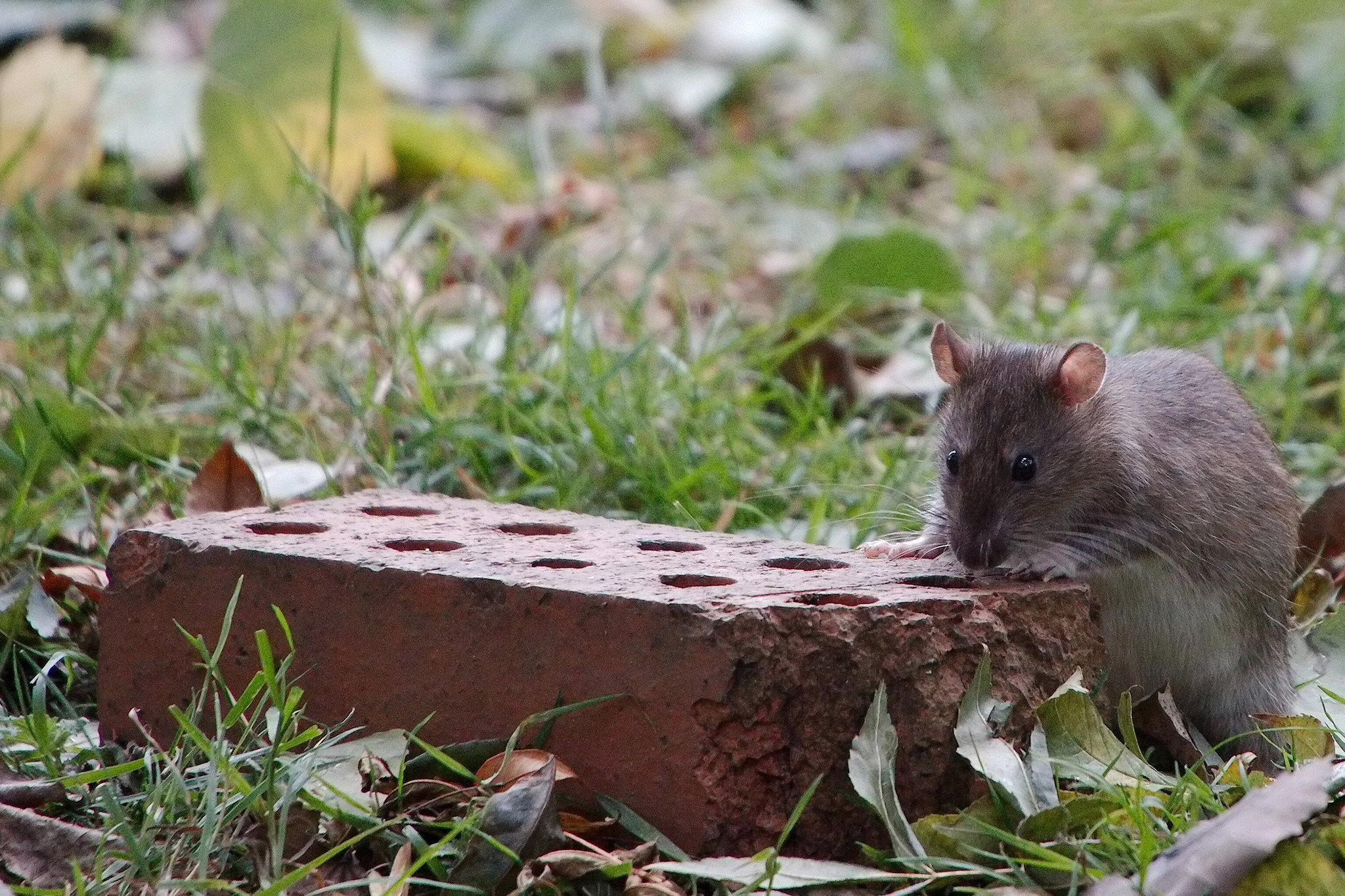 Wild Rat climbing up a breezeblock brick in a field.