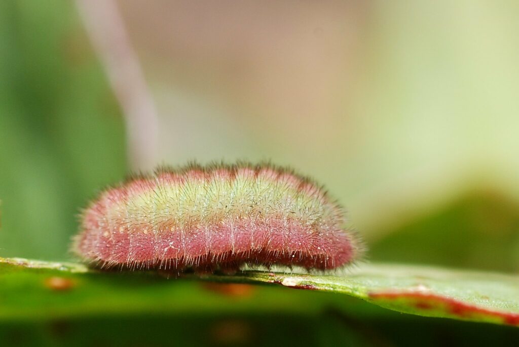 A short, rounded caterpillar (shaped like a woodlouse) with fine pink hairs. It is pink in colour with a green stripe running on either side of its body