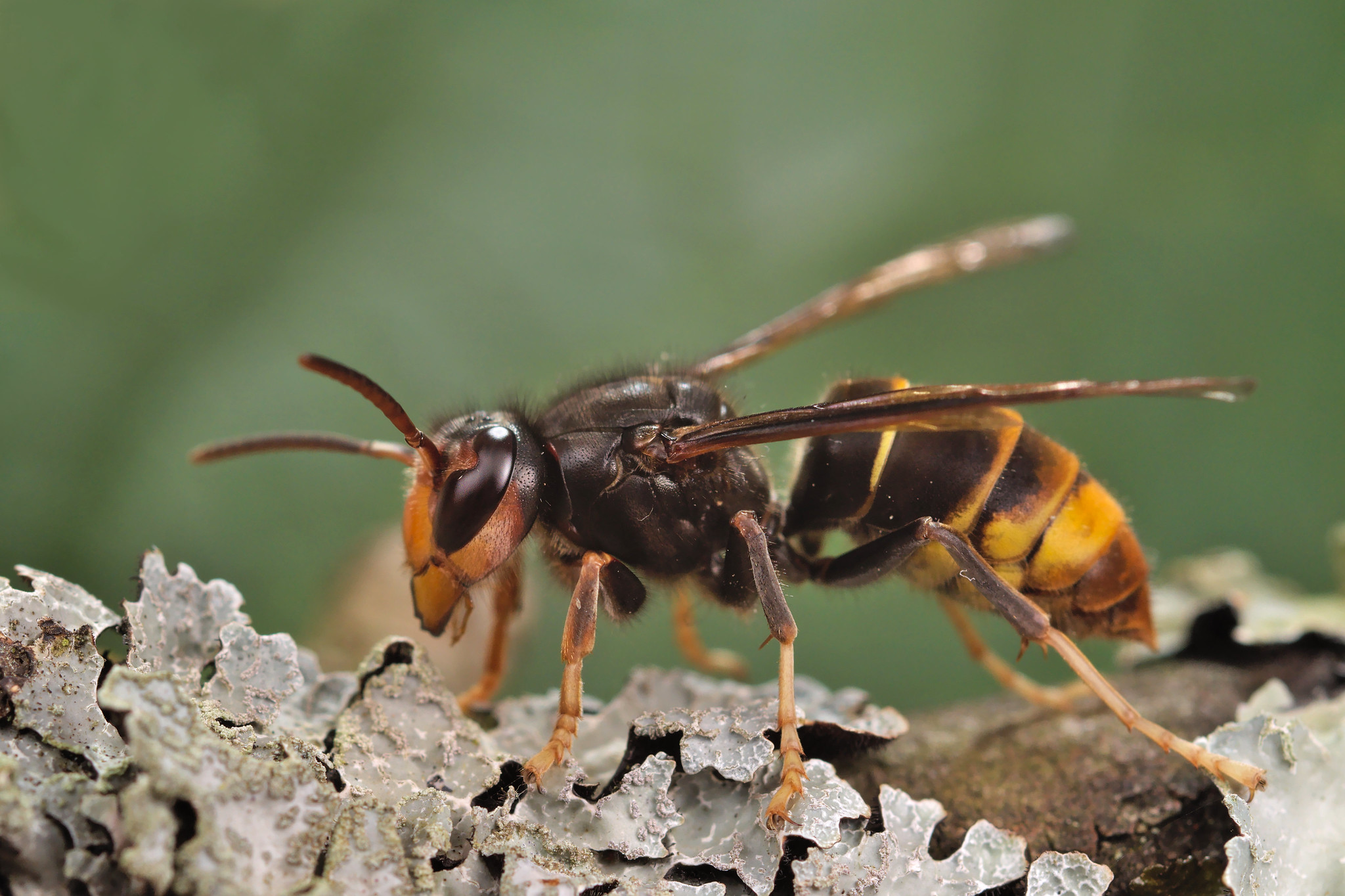 Close up photo of an Asian hornet stood on some moss on a branch.
