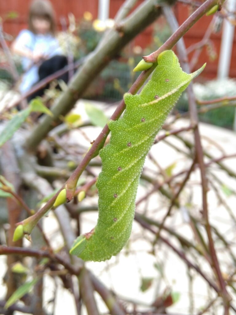 A round lime green caterpillar is walking along a plant stem. It is covered in very small white dots and subtle white stripes