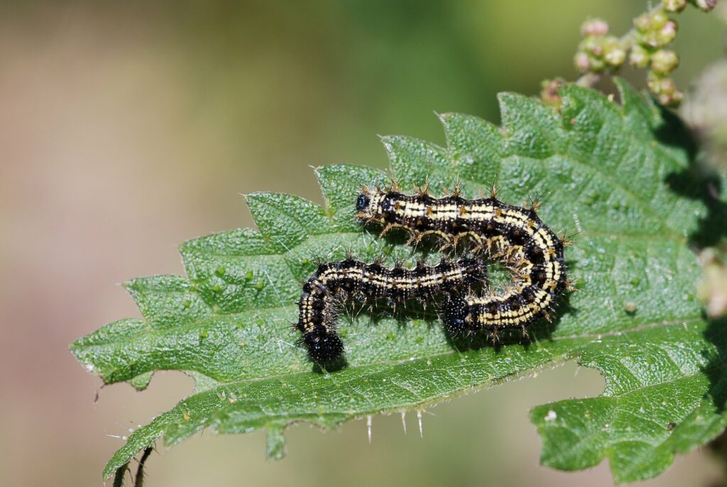 Dark brown/black caterpillars on a leaf. They have two cream stripes running the length of their back and have multiple protruding hairs