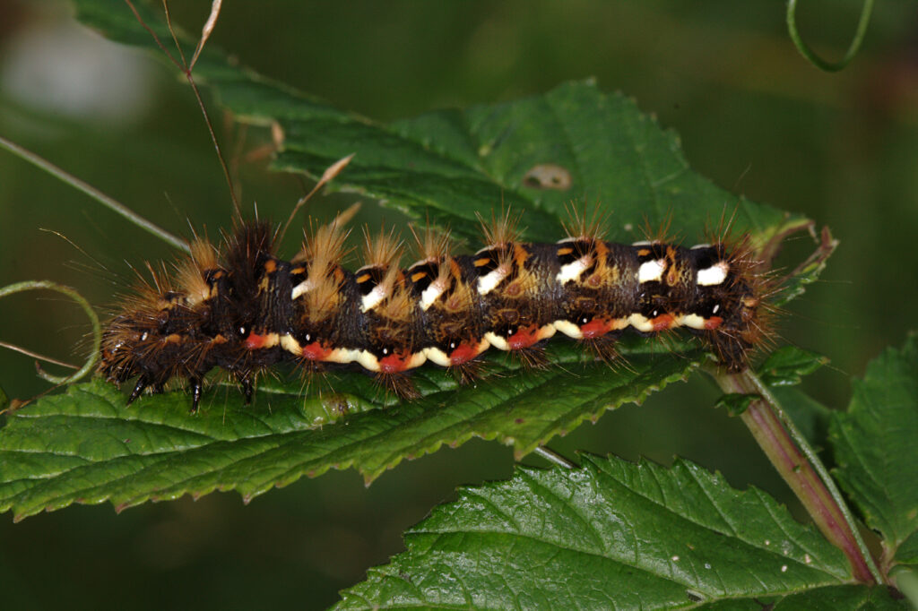 A black, yellow and red spotted caterpillar with several tufts of orange and brown hair