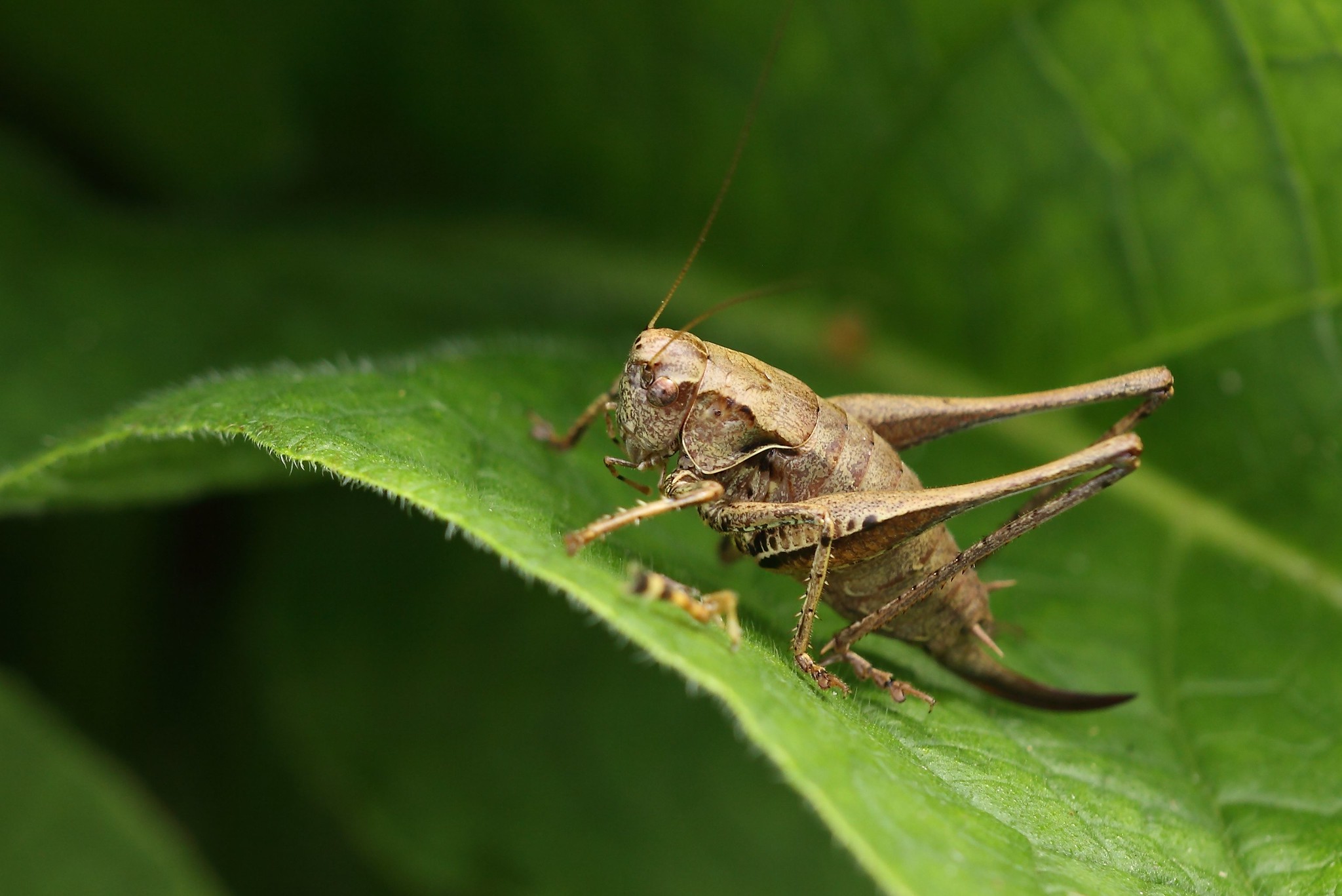 Dark Bush Cricket sat on a leaf poised to jump.