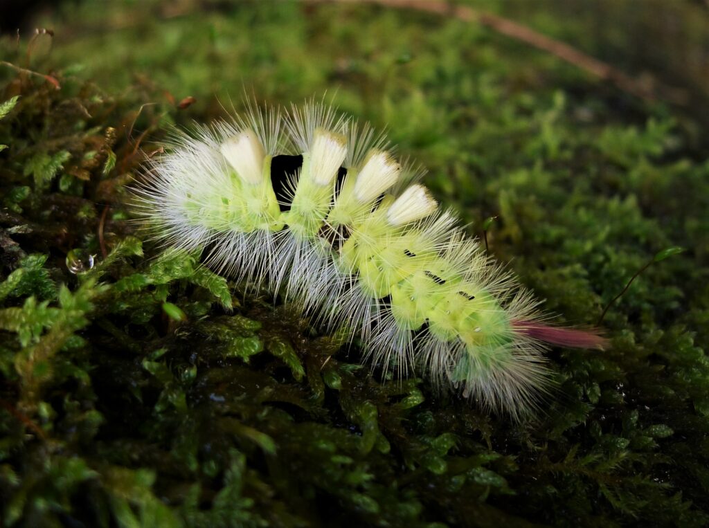 A lime green moth with tufted white bristly hair