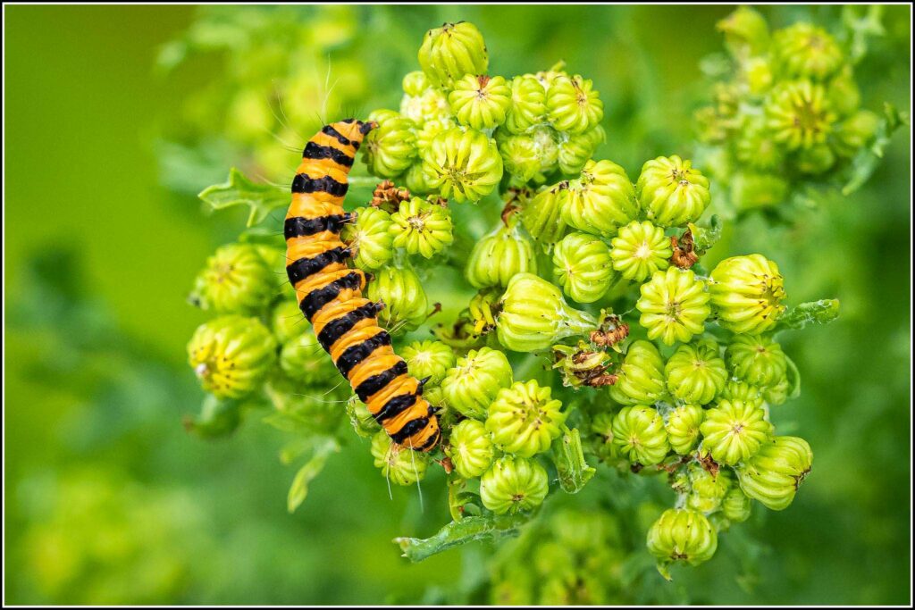 A black and orange striped moth on ragwort flowers