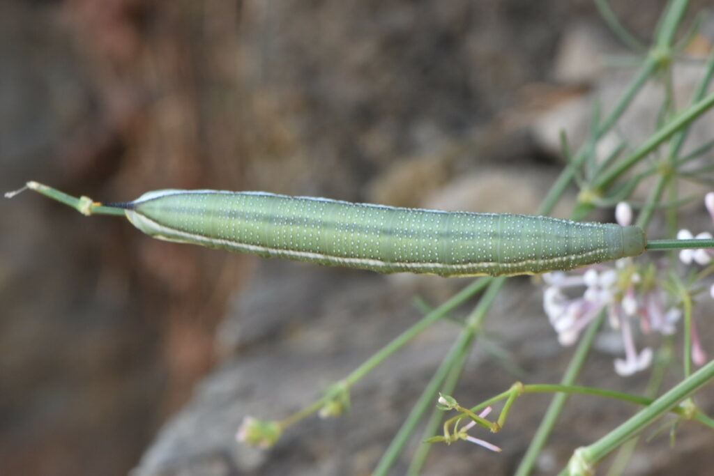 A slender green moth with rings of white spots. It has two white stripes running along its back leading toward a black hook at the base of the body