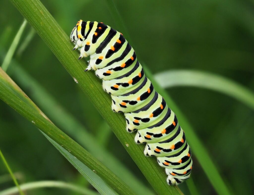 A plump palegreen caterpillar with black bands across its back and orange spots