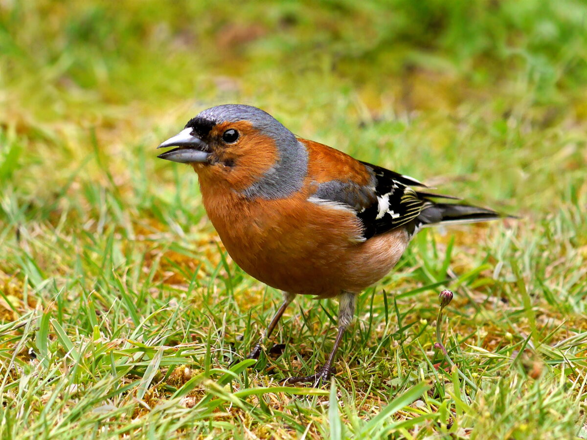 The NHBS Guide to UK Finch Identification