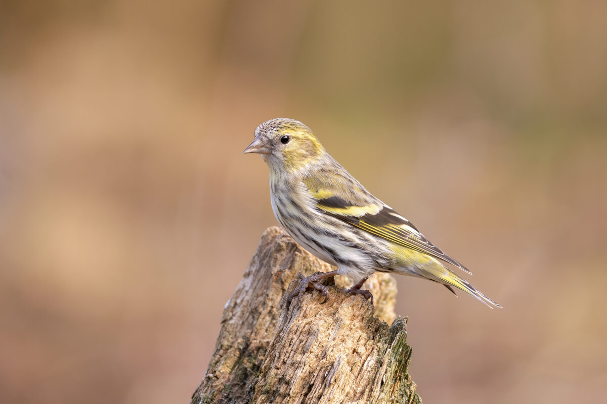 The NHBS Guide To UK Finch Identification The NHBS Guide To UK Finch Identification