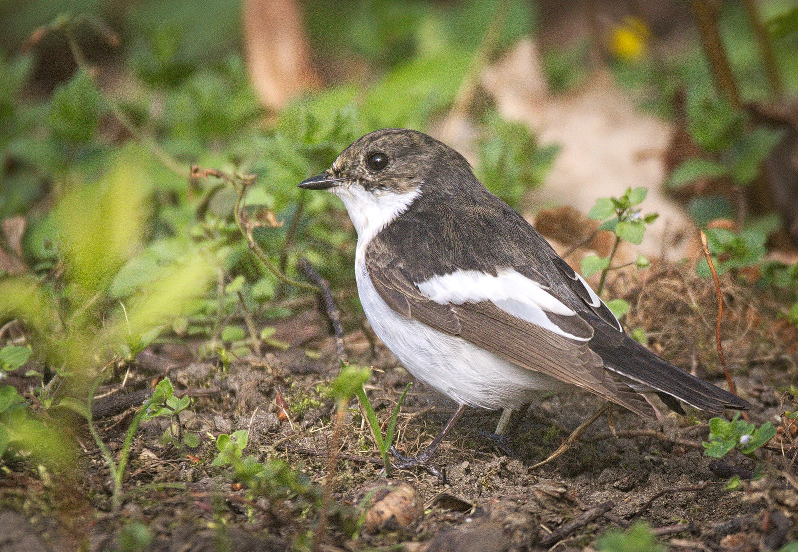 Pied flycatcher stood on the ground amongst small plants and grass.