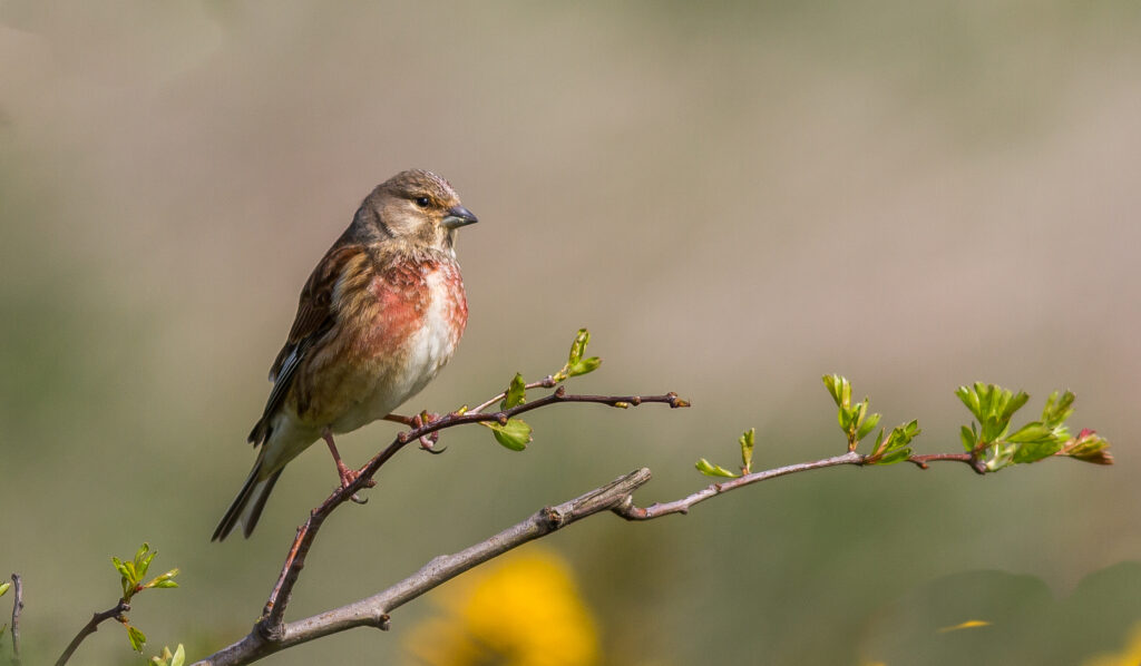 Linnet on a small branch 