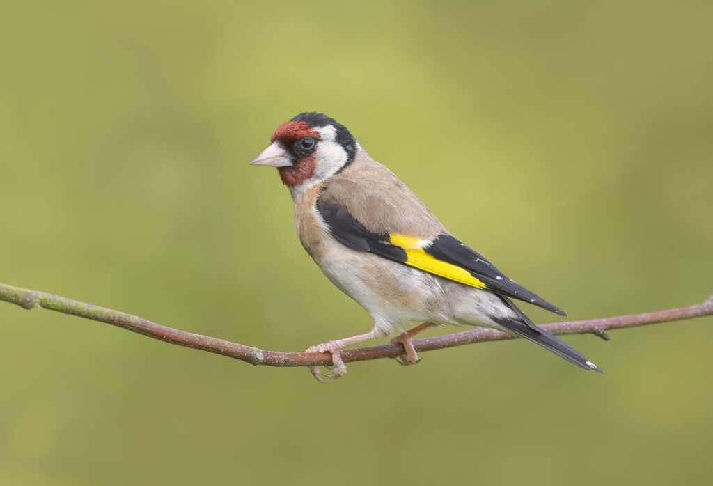 A goldfinch sat on a small branch 