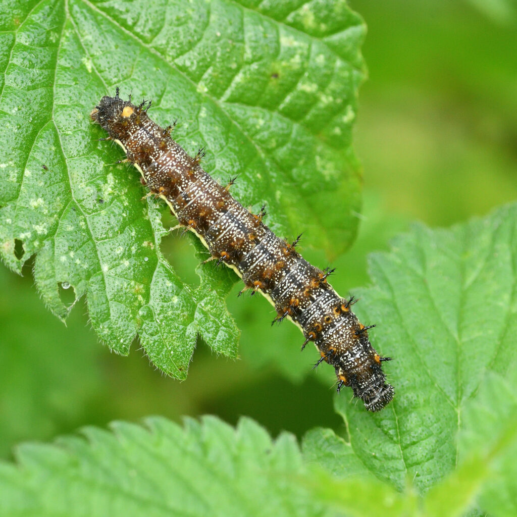 A brown caterpillar with white speckles and rings of black spikes