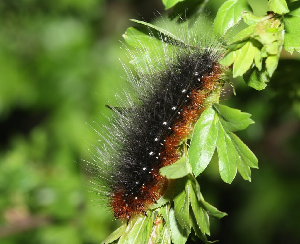 a caterpillar on a leaf. It is very fluffy with long black hairs on top and shorter orange hairs on its underside