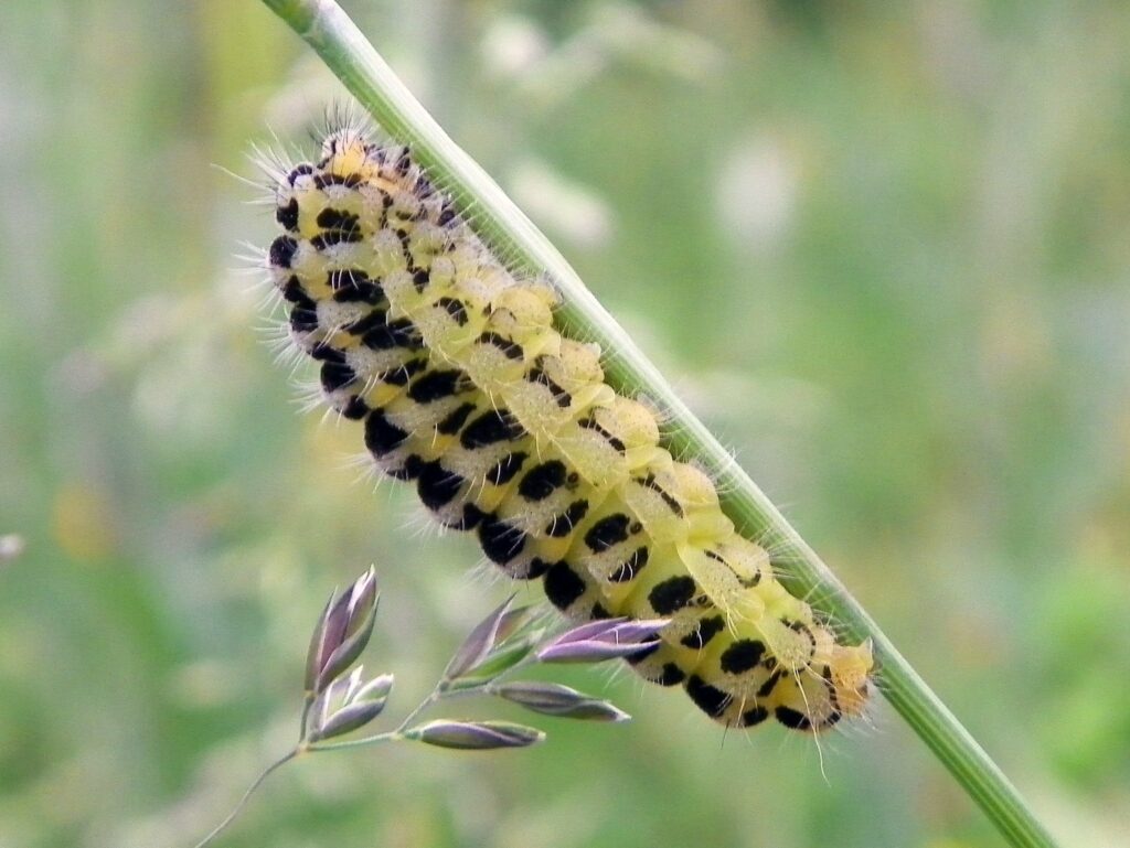 A yellow-green caterpillar with black spots and stripes and short white hairs