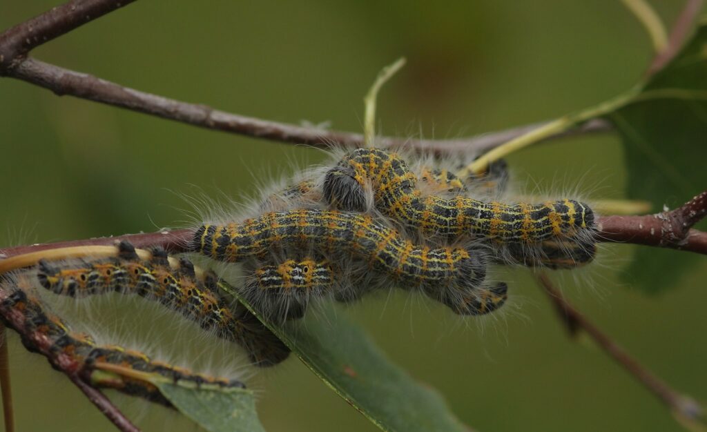 A black moth with yellow and orange stripes with fine, long white hairs