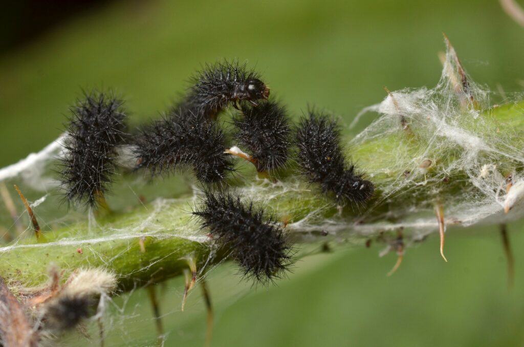 A group of black spiky caterpillars spinning a web on a green stalk