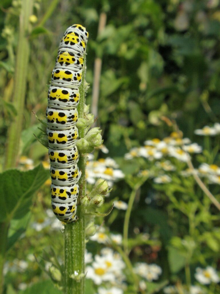 A pale green caterpillar is on a plant. It has yellow and black spots in a repeating pattern