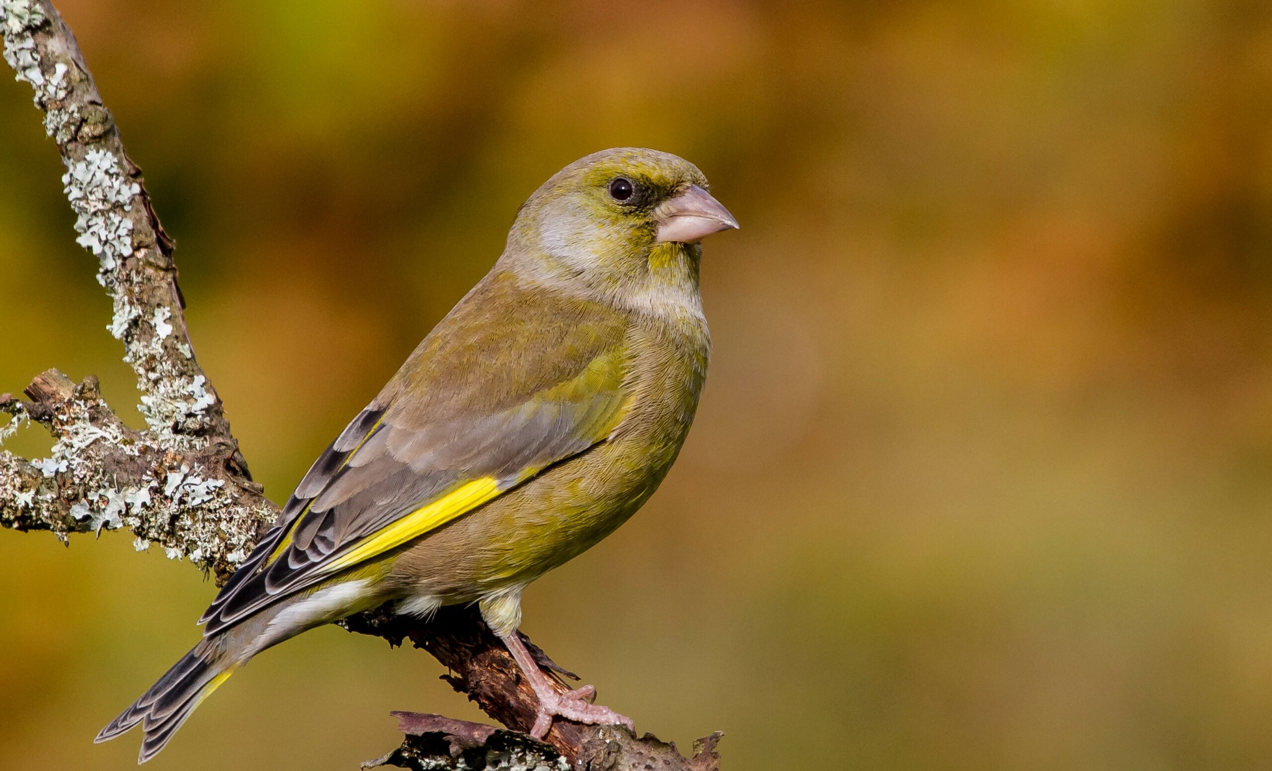 Greenfinch on a tree branch