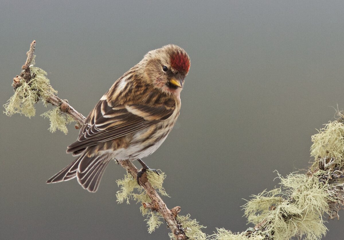 The NHBS Guide to UK Finch Identification