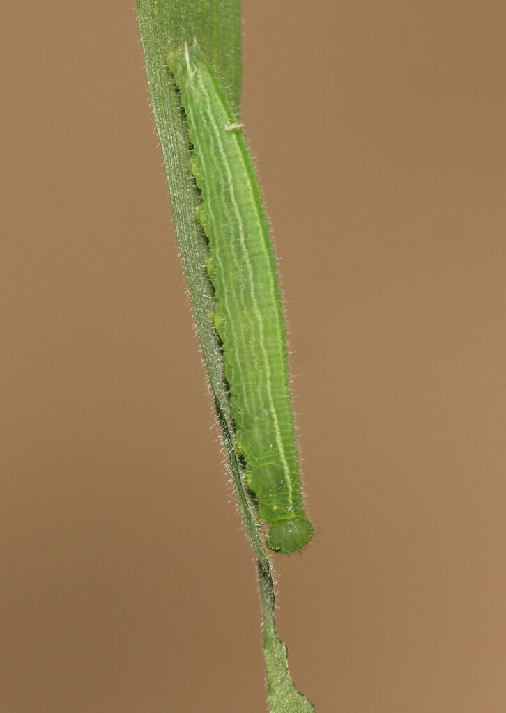 a long, thin caterpillar with light green stripes running the length of its body