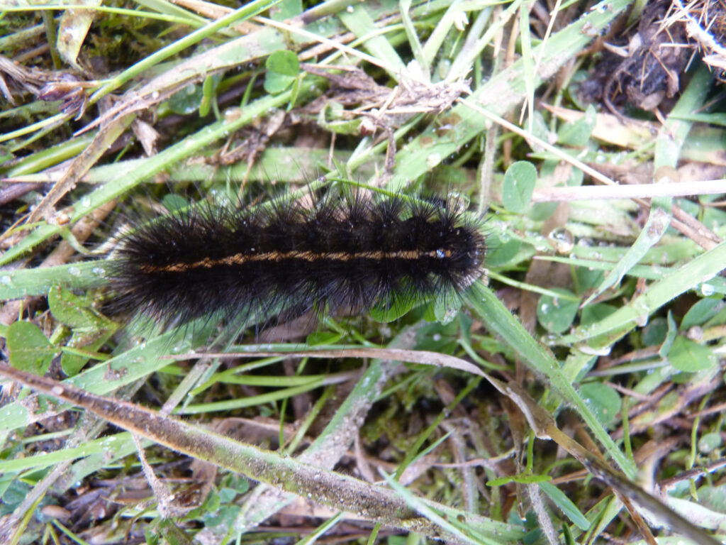 A fluffy black caterpillar with a single brown line down the back