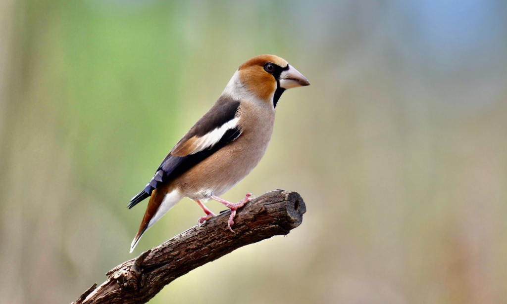 A Hawfinch perched on a snapped twig in the centre of frame