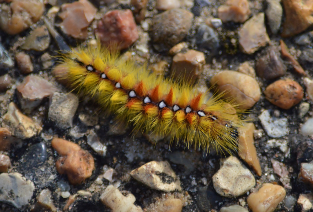 A yellow fluffy moth with white spots down the back and orange tufts