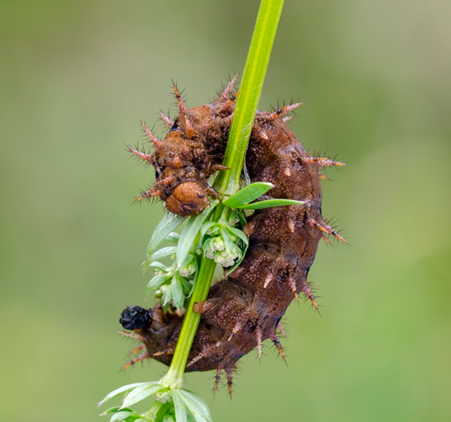 A brown caterpillar with thick spikes