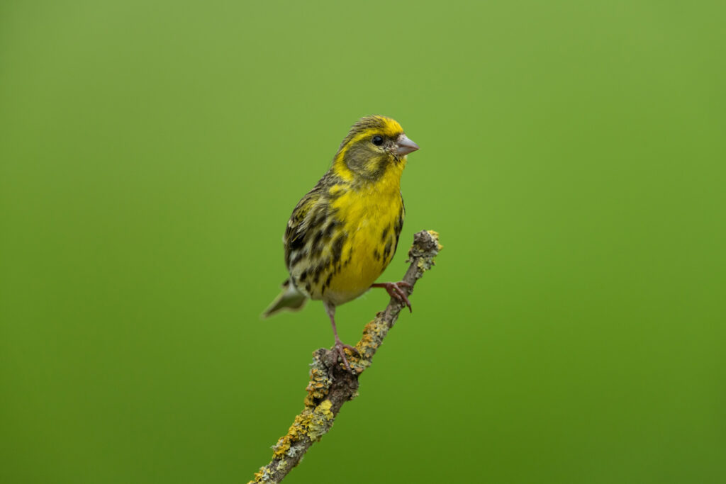 Serin bird sitting on a small branch covered in lichen